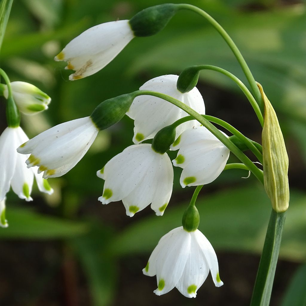 Leucojum aestivum 