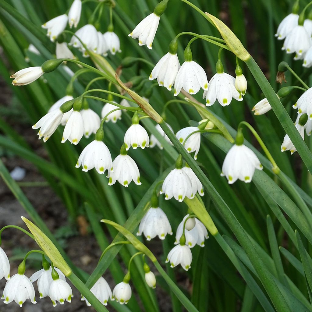 Leucojum aestivum 