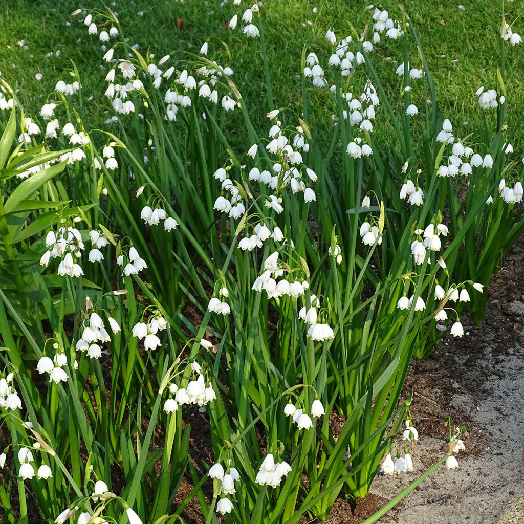 Leucojum aestivum 