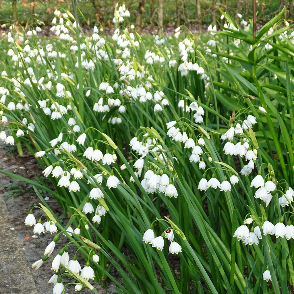 Leucojum aestivum 