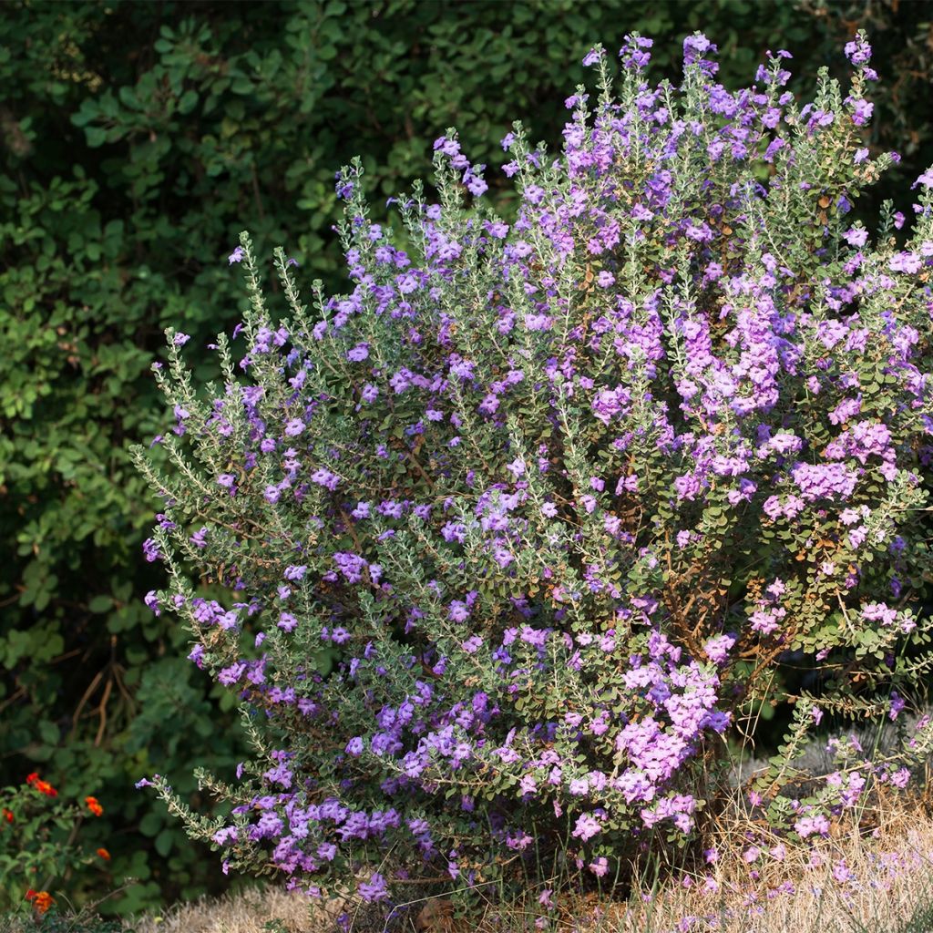 Leucophyllum langmaniae - Sauge du Rio Bravo