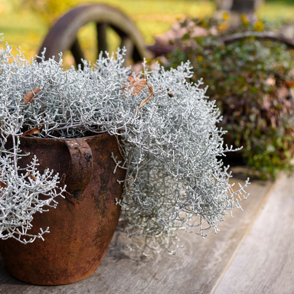 Leucophyta brownii - Cushion Bush