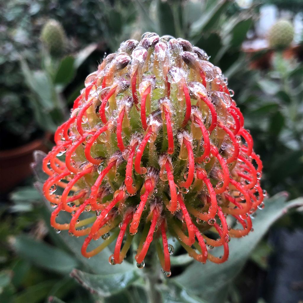 Leucospermum Carnival Red - Pelote d'épingles