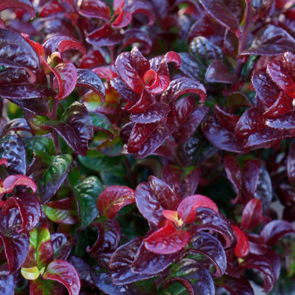 Leucothoe Twisting Red