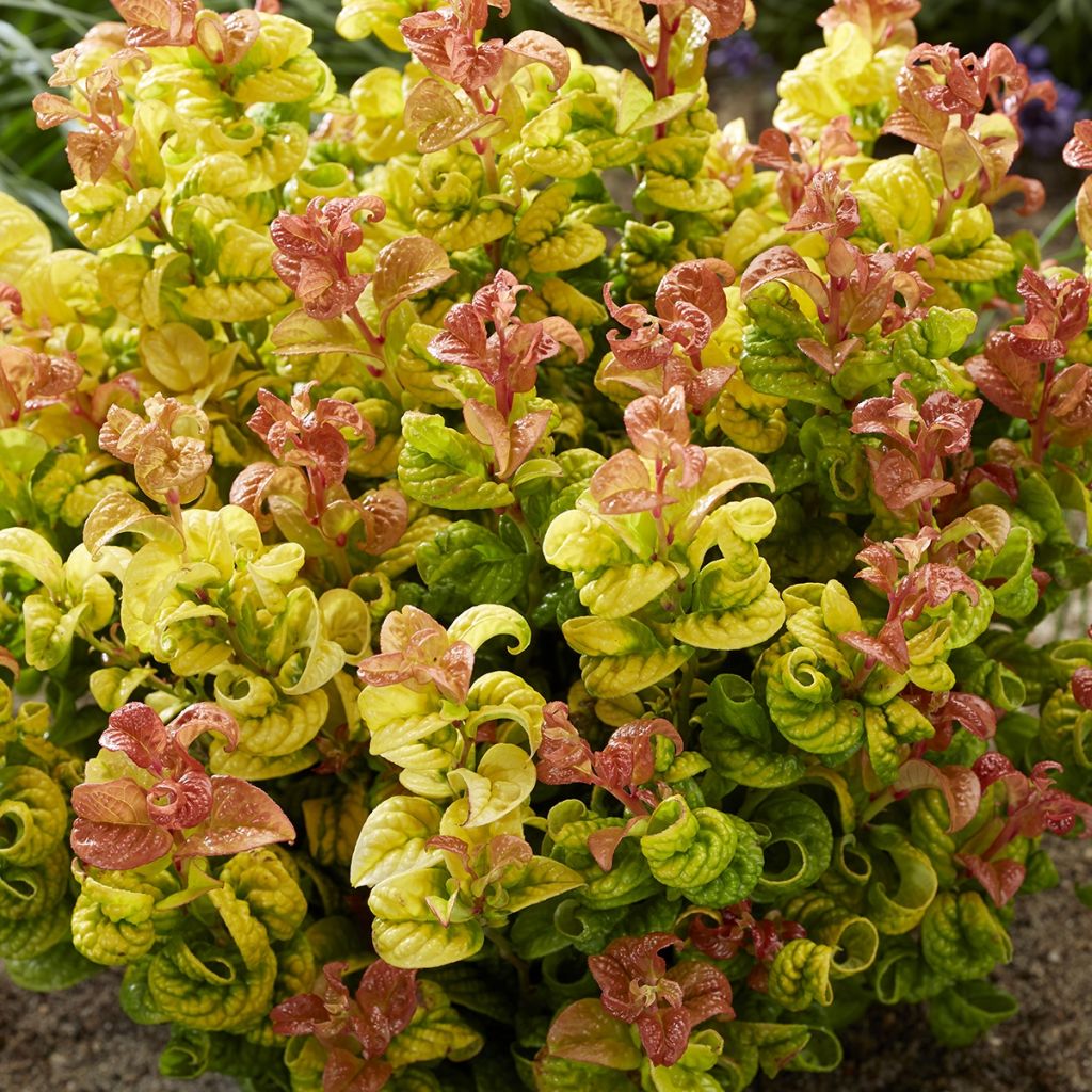 Leucothoe axillaris Curly Gold ('Opstal 55')