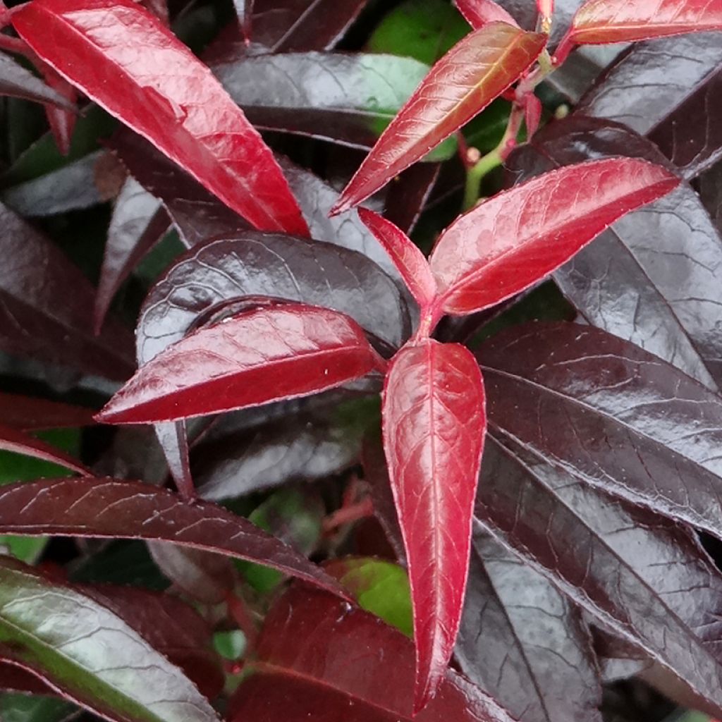 Leucothoe fontanesiana Crimson Globe