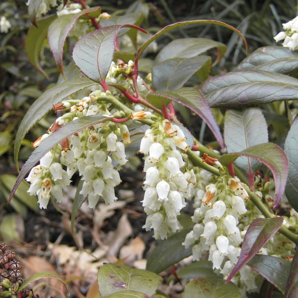 Leucothoe fontanesiana Scarletta (Zeblid)