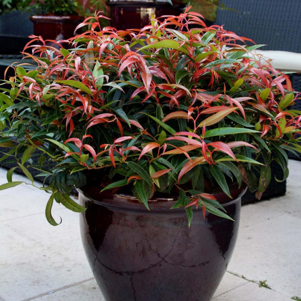 Leucothoe keiskei Burning Love®  (‘Opstal 50’PBR)