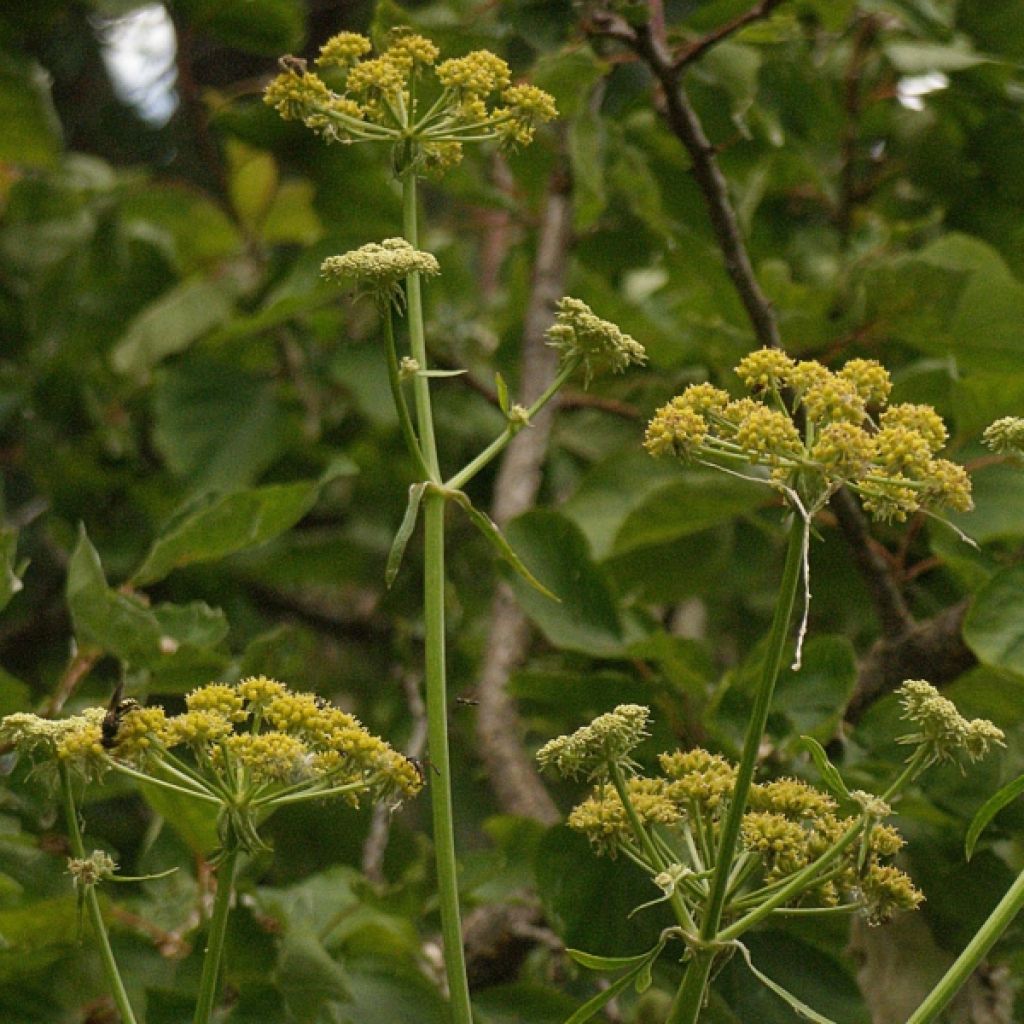 Livèche officinale, Céleri perpétuel - Levisticum officinale