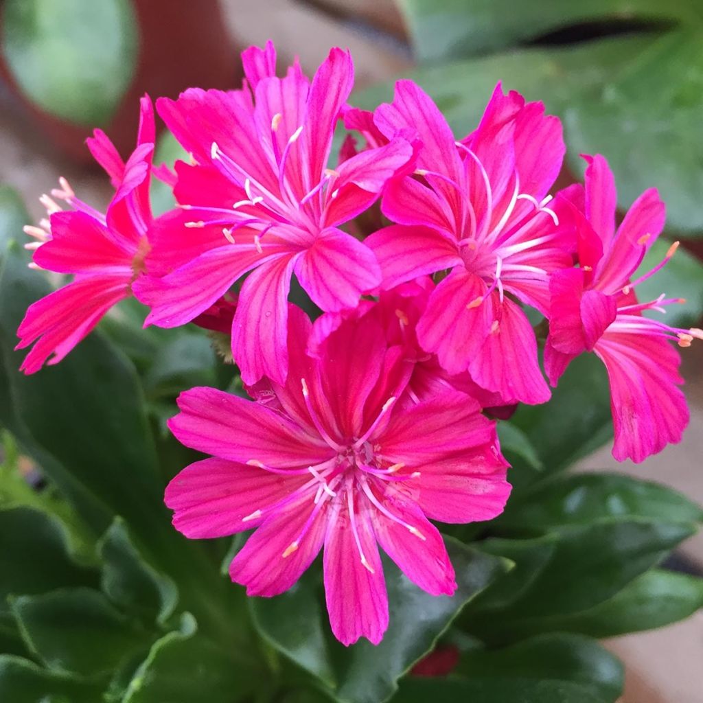 Lewisia cotyledon Elise Ruby Red 