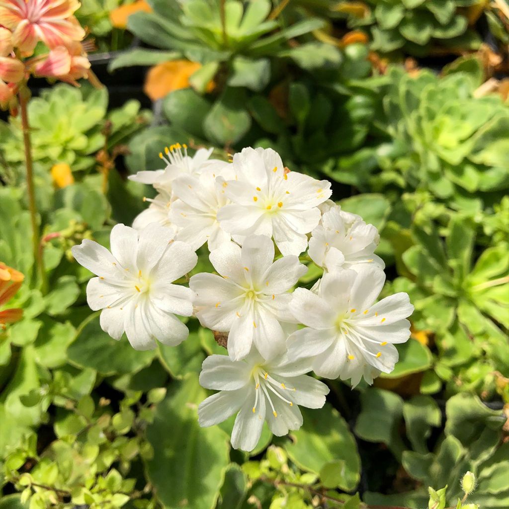 Lewisia cotyledon en mélange