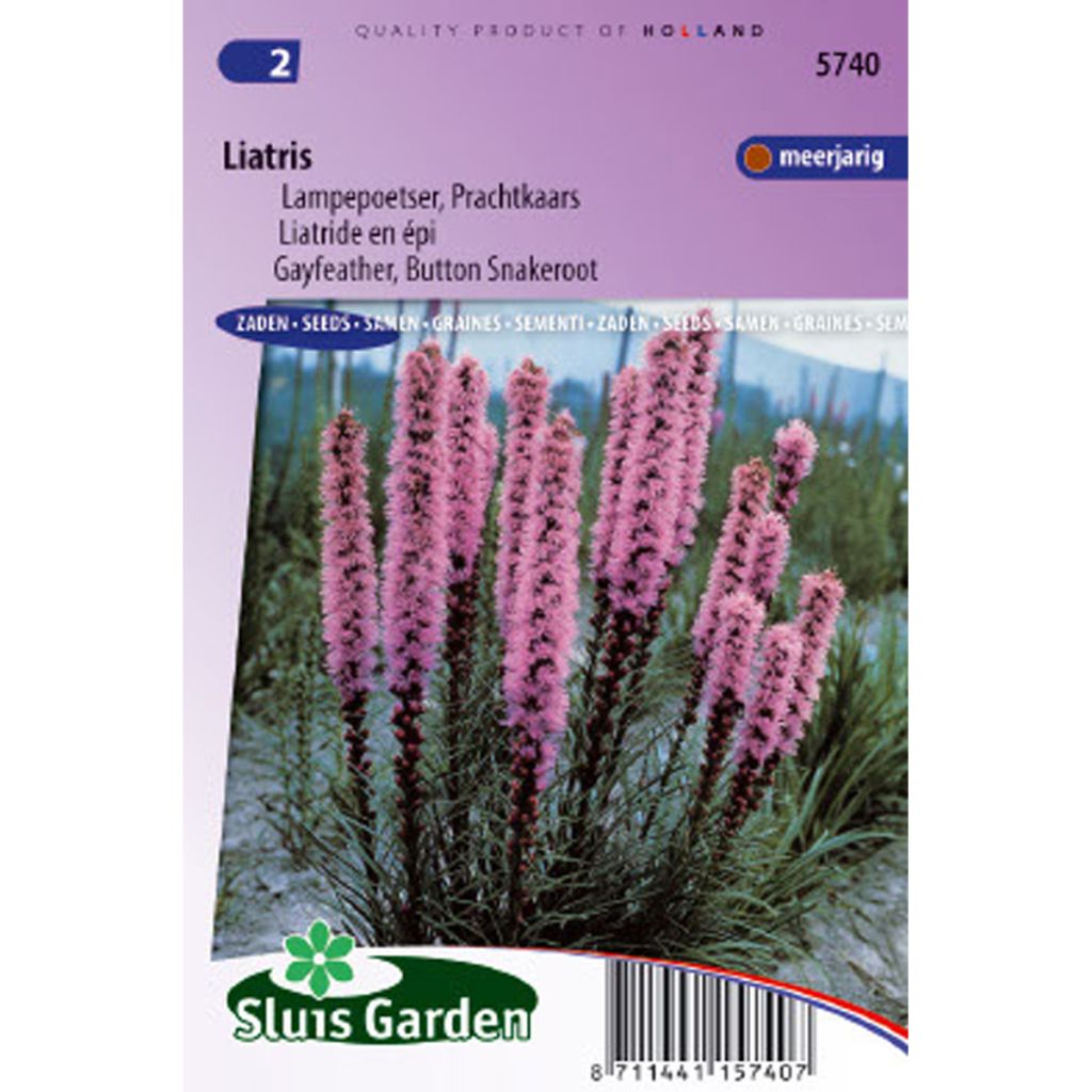 Liatride en épi Liatris Violet - Liatris spicata