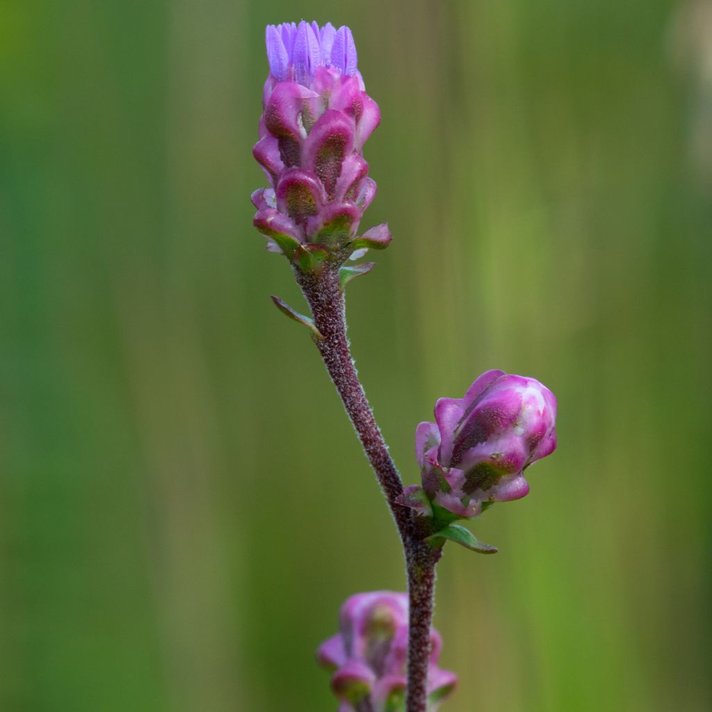 Liatris ligulistylis, Plume du Kansas