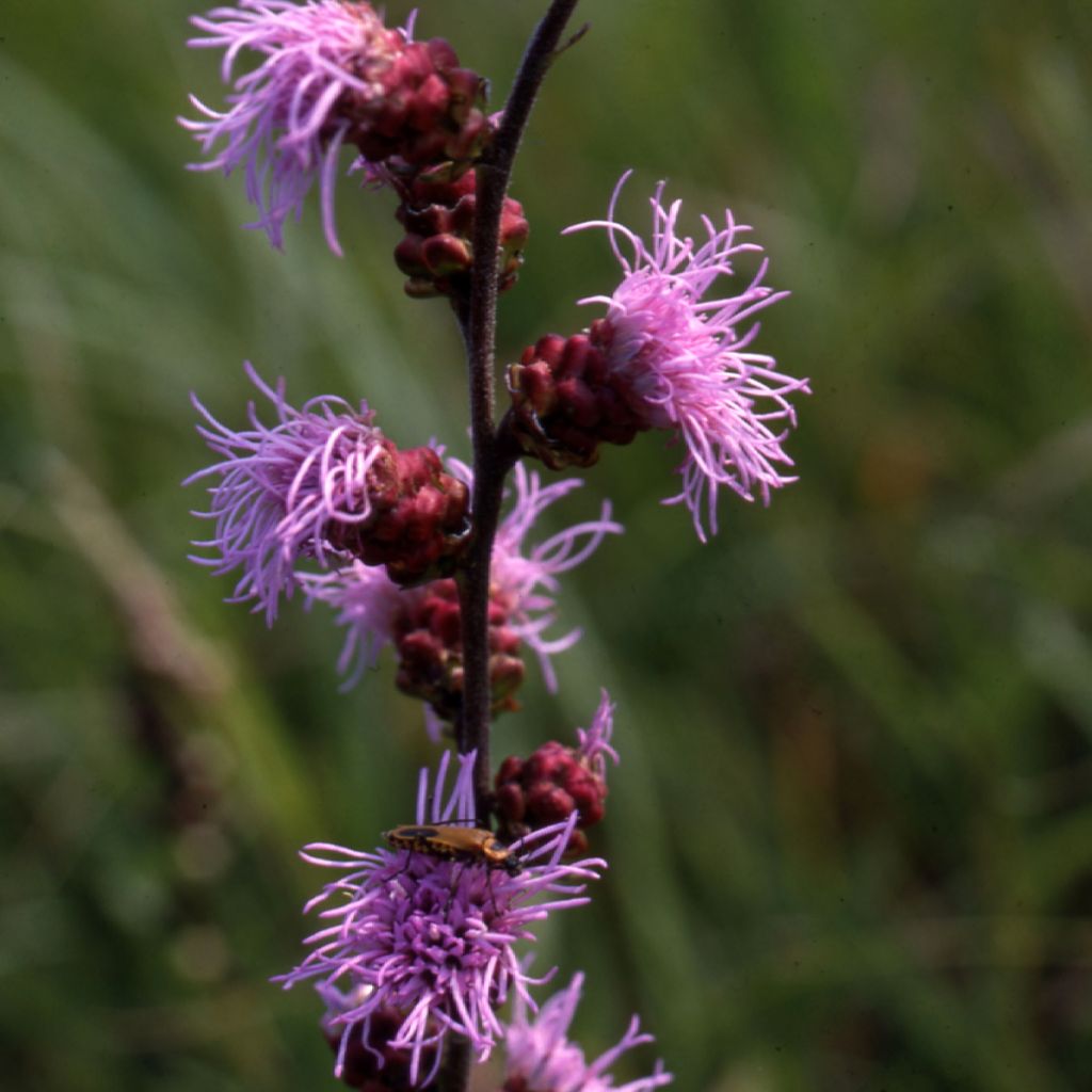 Liatris ligulistylis, Plume du Kansas