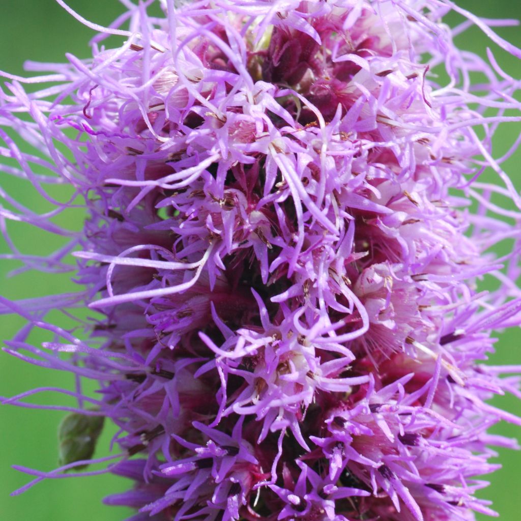 Liatris pycnostachya