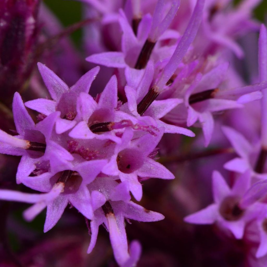 Liatris pycnostachya