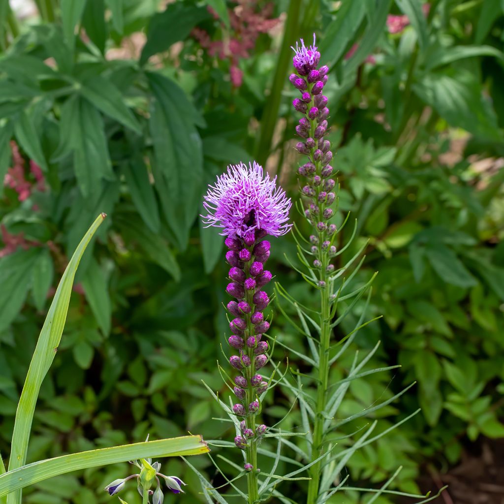 Liatris spicata Floristan Violet