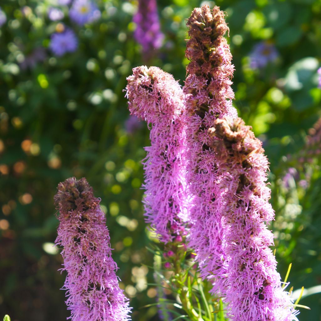 Liatris spicata Floristan Violet