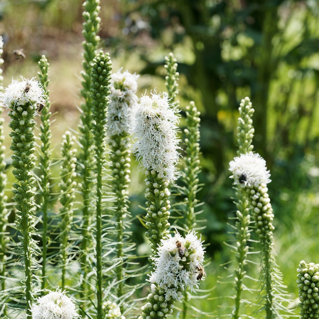 Liatris spicata Floristan White - Dense Blazing star