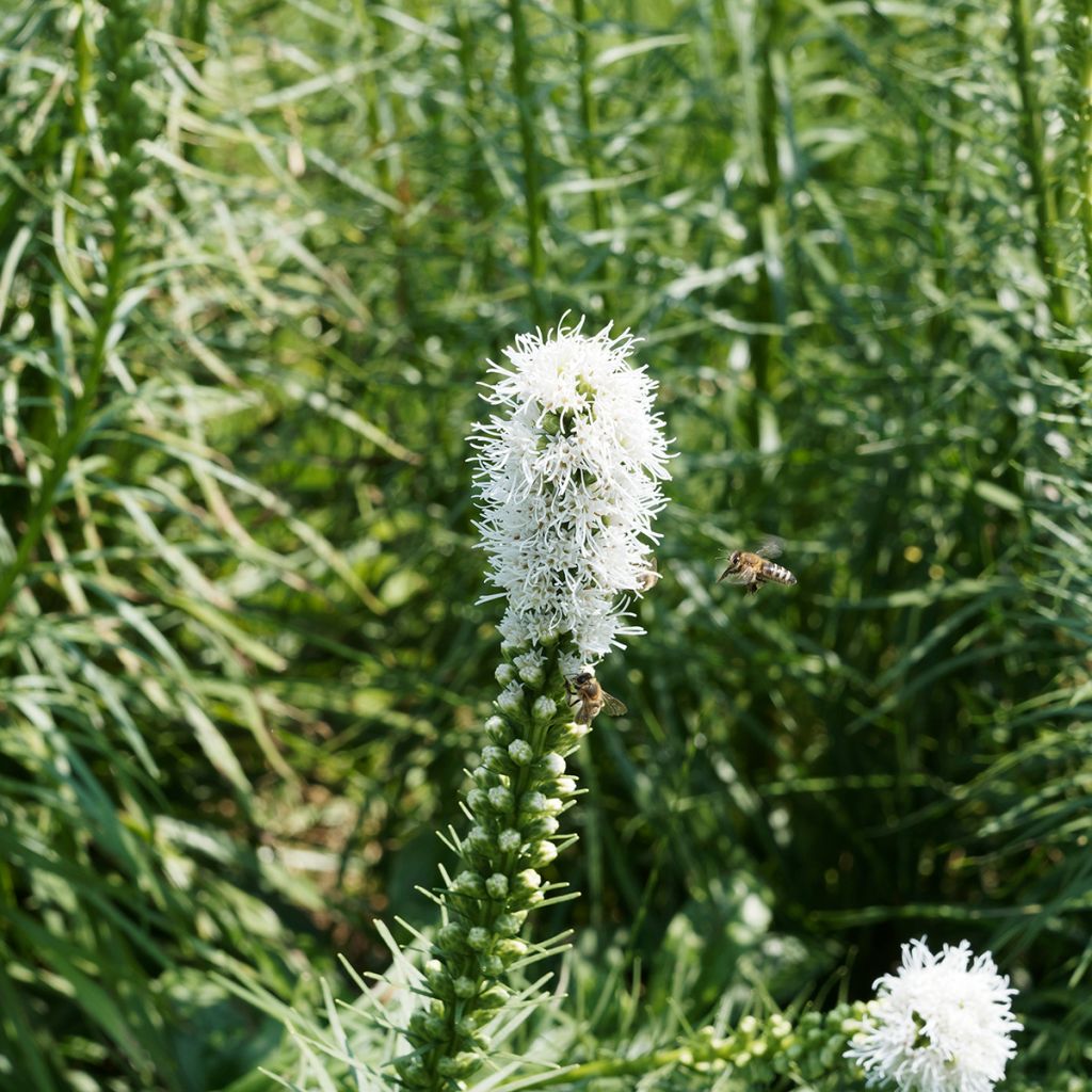 Liatris spicata Floristan White - Dense Blazing star