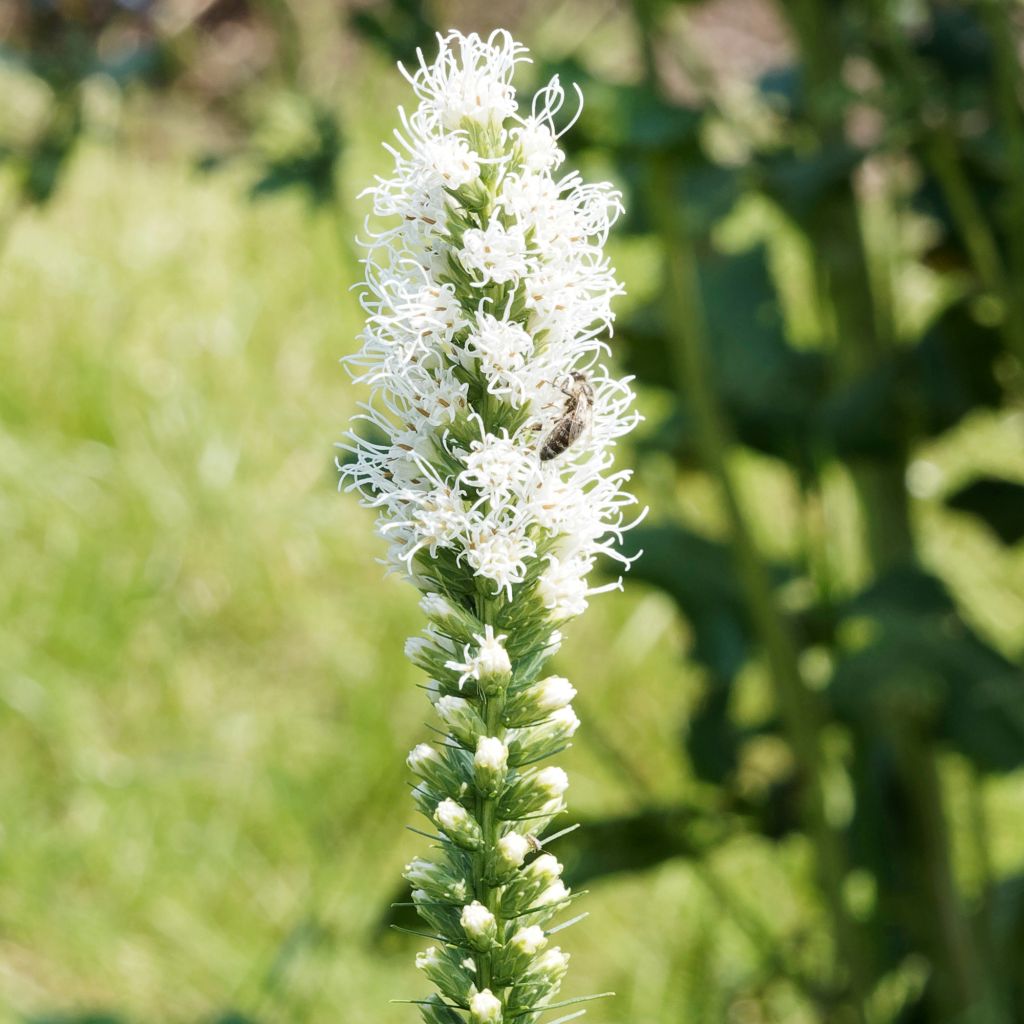 Liatris spicata Floristan White - Dense Blazing star