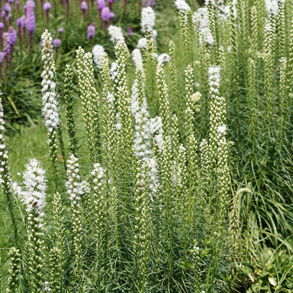 Liatris spicata Floristan White - Dense Blazing star