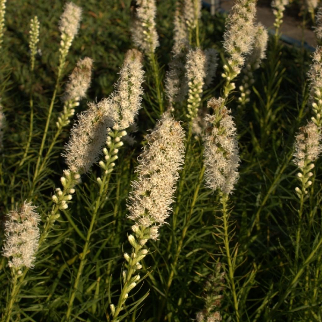 Plume du Kansas, Liatris spicata Floristan White