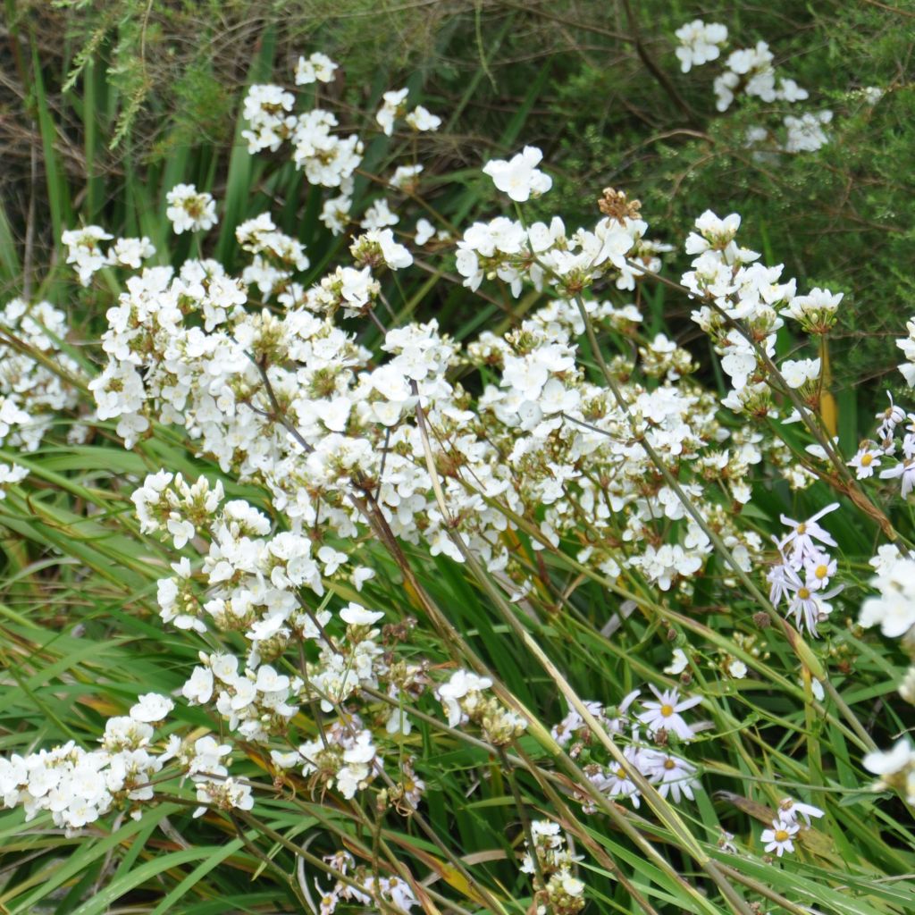 Libertia formosa