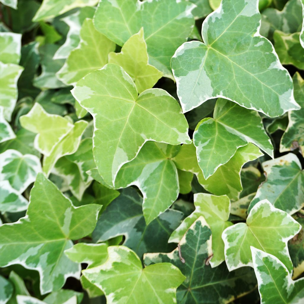 Lierre commun - Hedera helix Eva