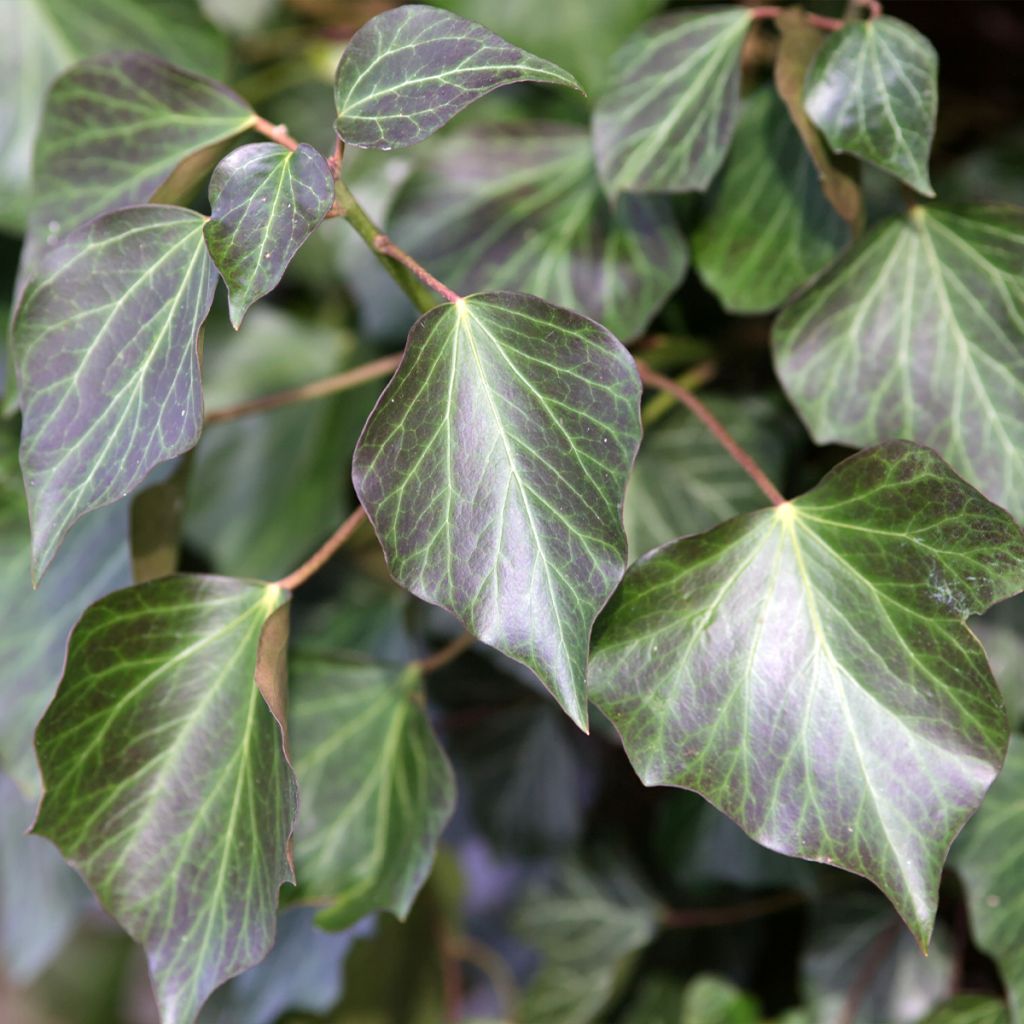 Lierre commun - Hedera helix Woerner