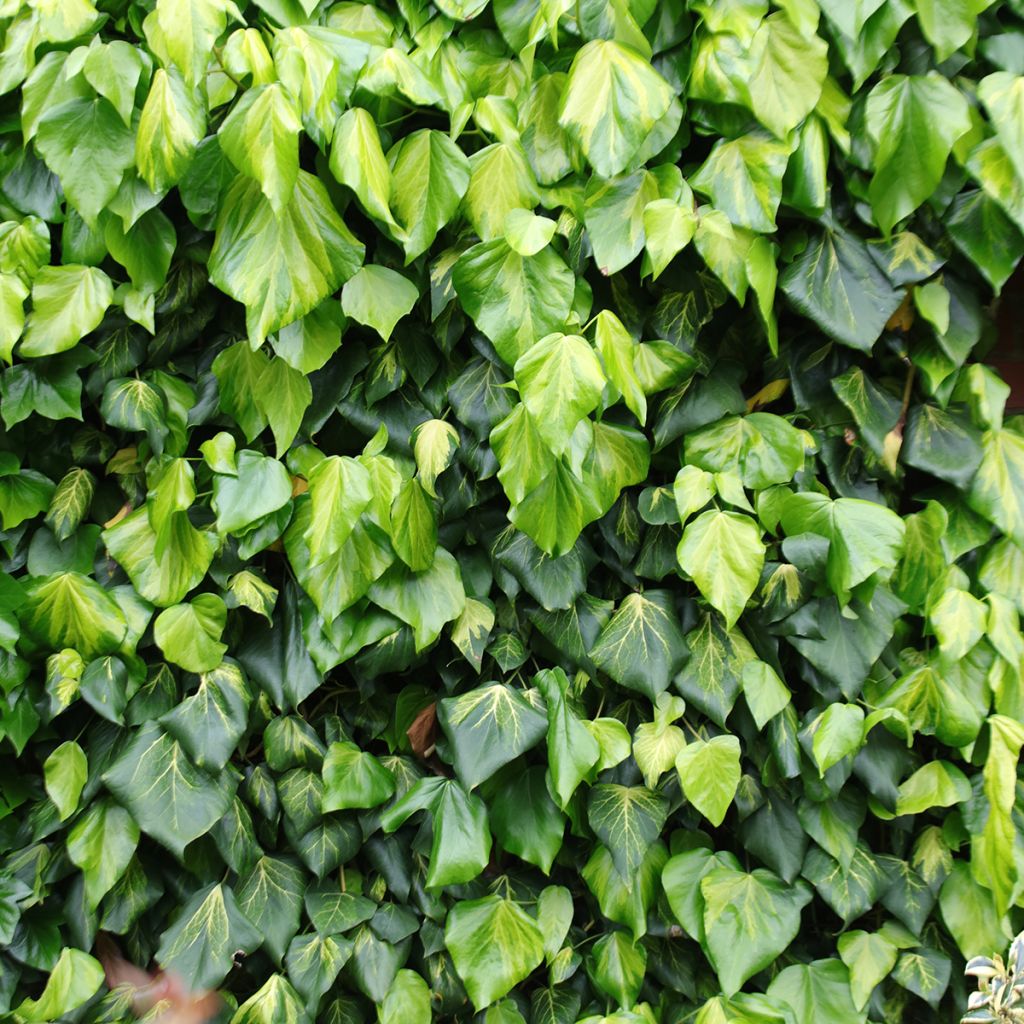 Hedera colchica 'Sulphur Heart'