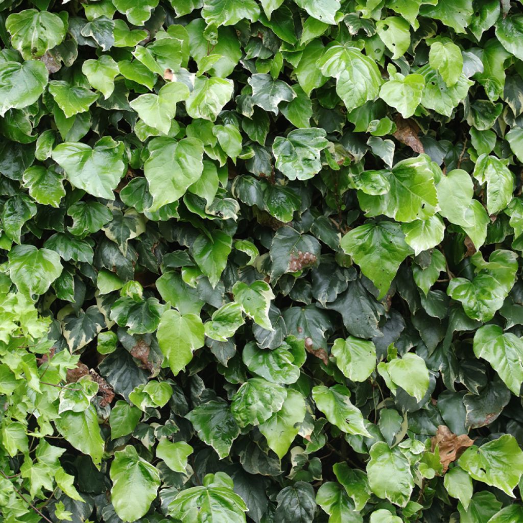 Hedera algeriensis Gloire de Marengo - Algerian Ivy