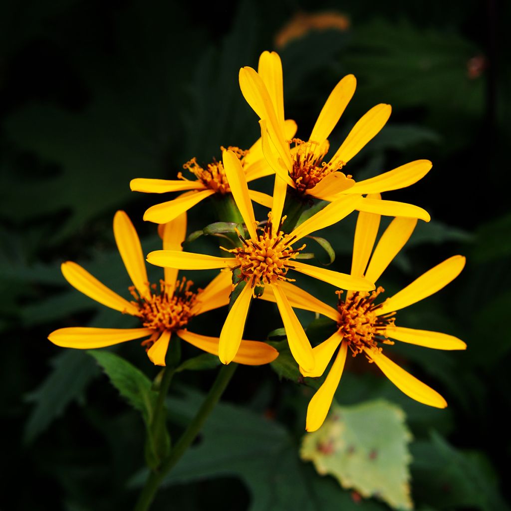 Ligularia Gregynog Gold - Leopard Plant