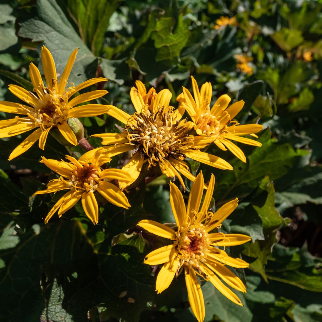 Ligularia Osiris Cafe Noir - Leopard Plant