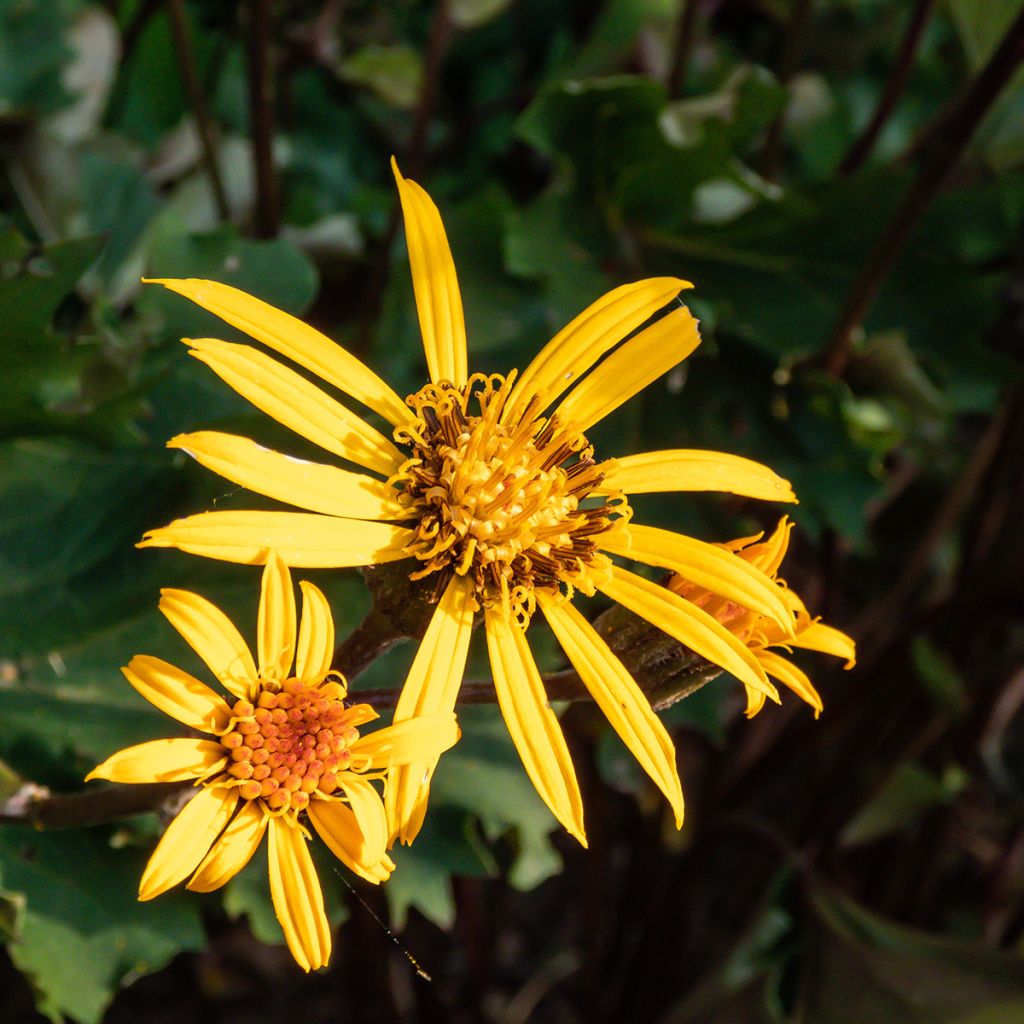 Ligularia Osiris Cafe Noir - Leopard Plant