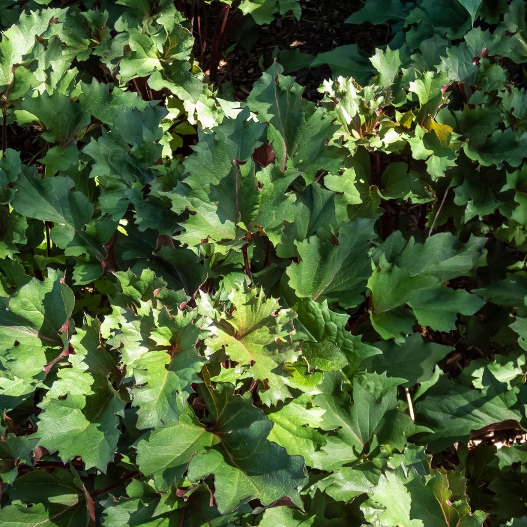 Ligularia Osiris Cafe Noir - Leopard Plant