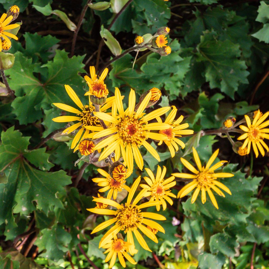 Ligularia Osiris Cafe Noir - Leopard Plant