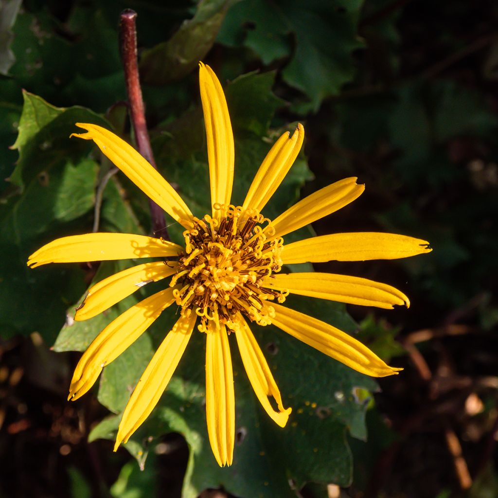 Ligularia Osiris Cafe Noir - Leopard Plant