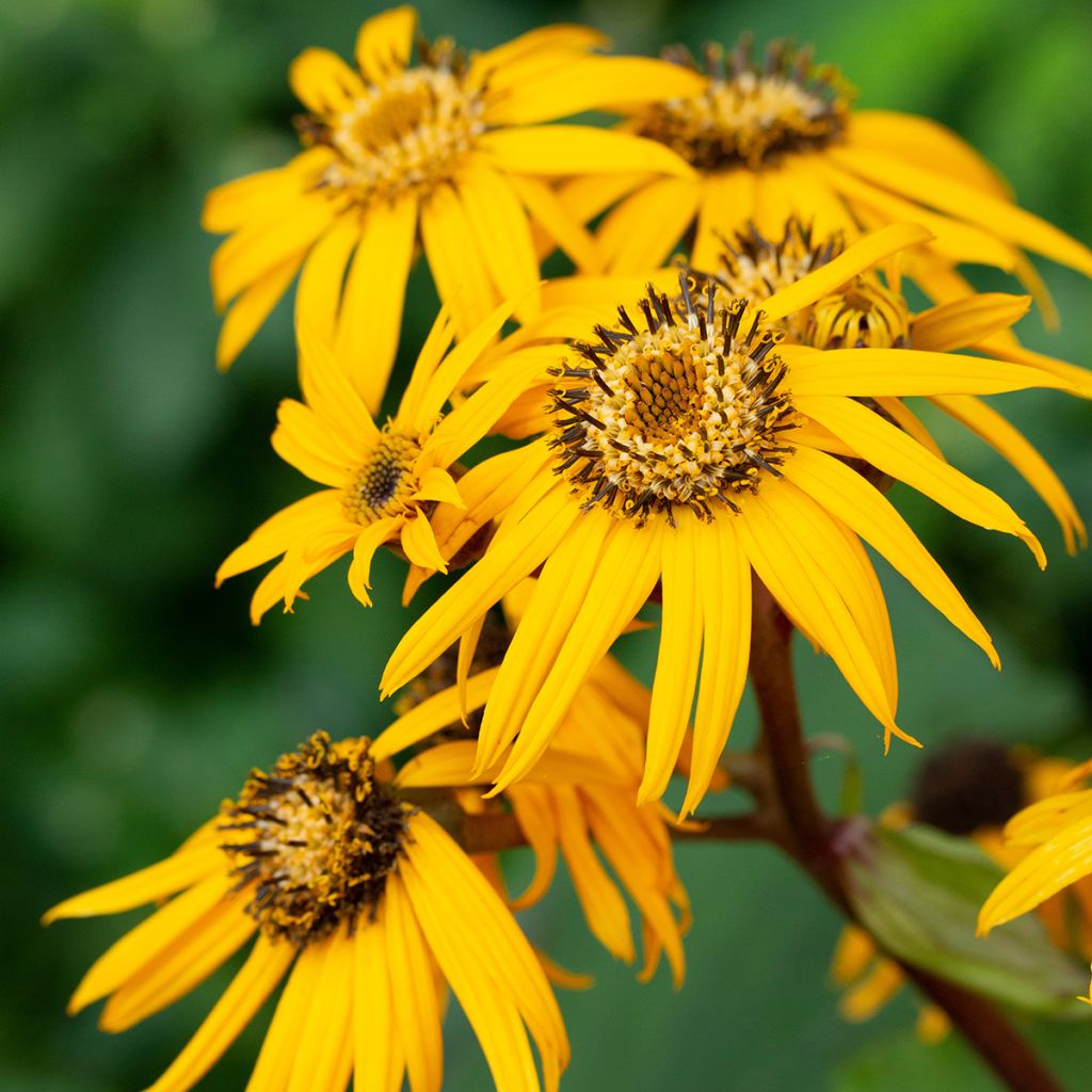 Ligularia dentata Desdemona - Leopard Plant