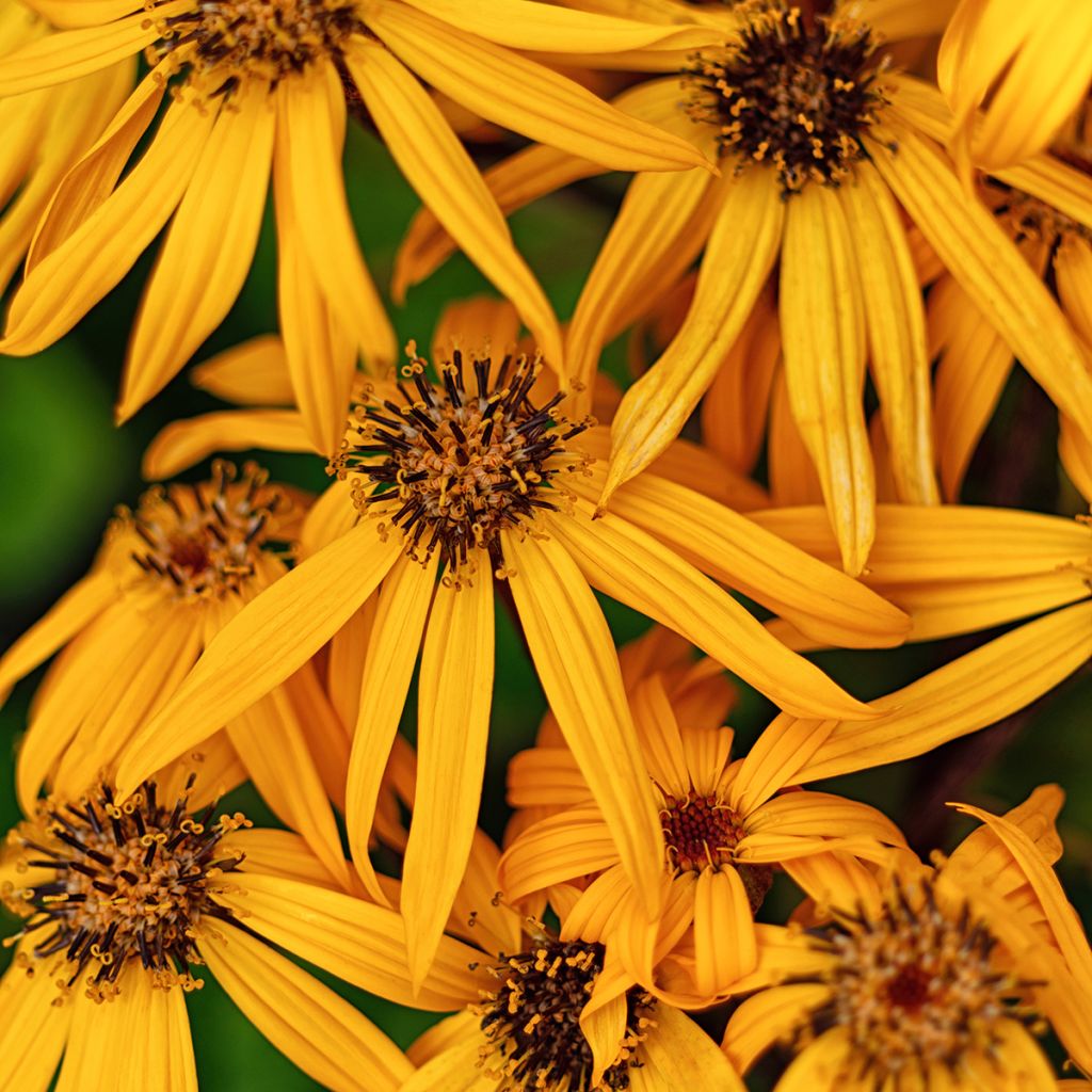 Ligularia dentata Desdemona - Leopard Plant