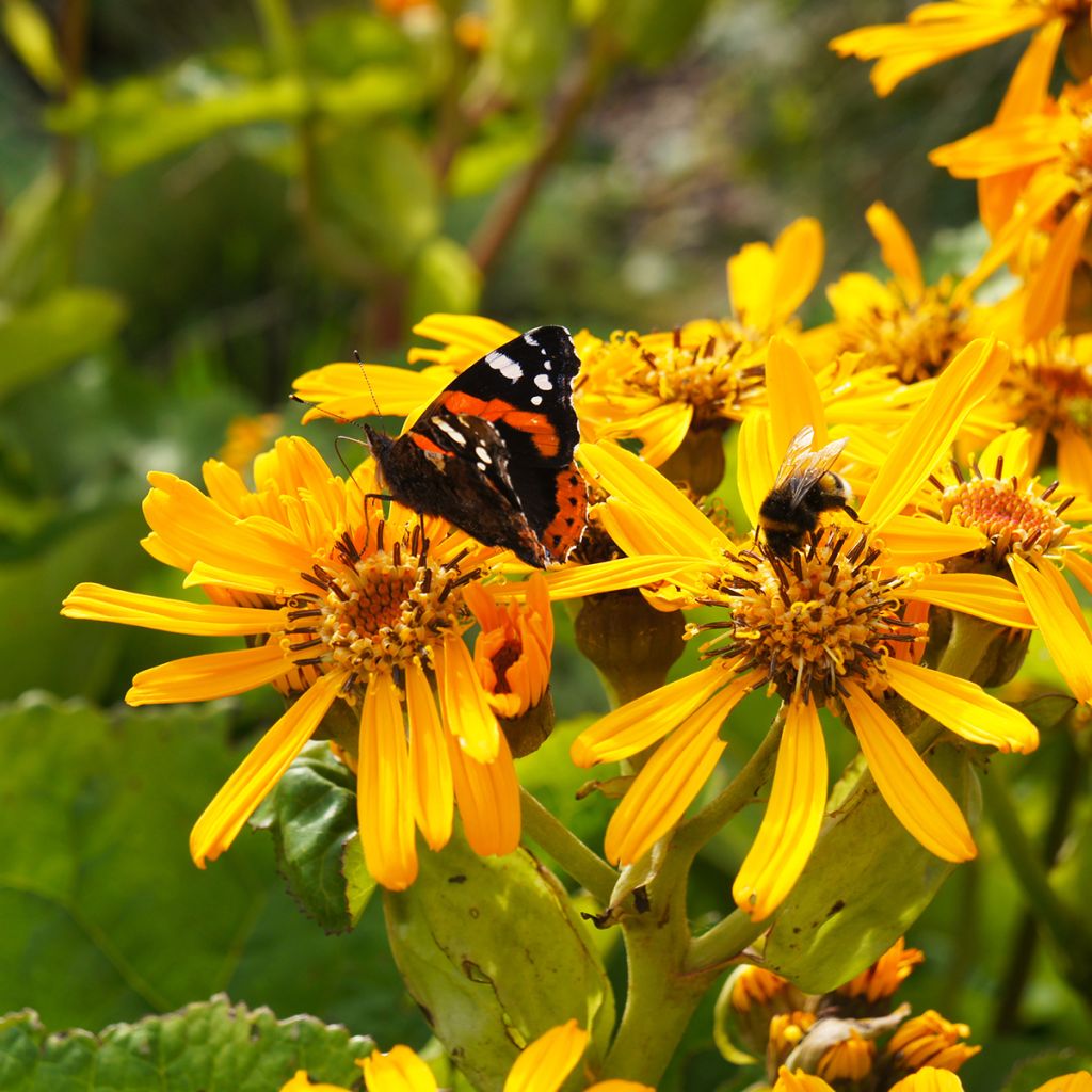 Ligularia dentata Desdemona - Leopard Plant