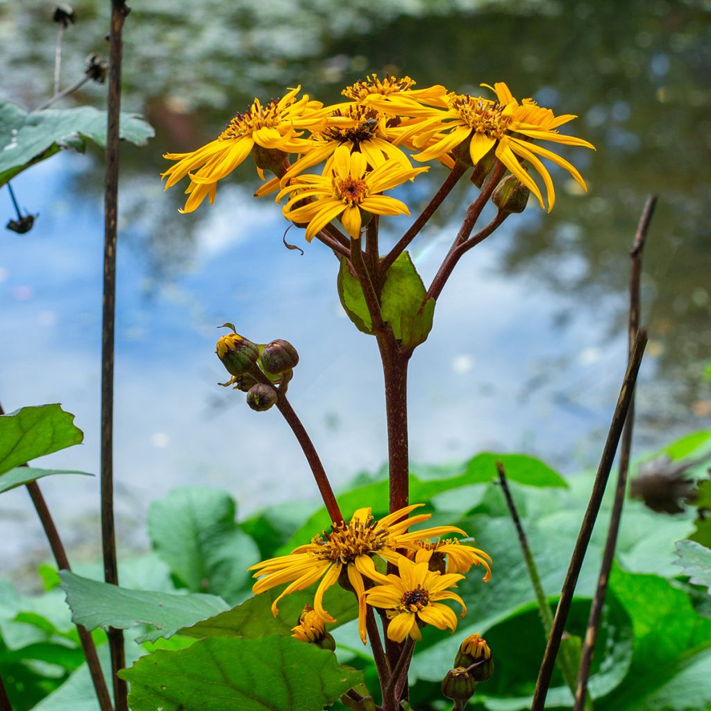 Ligularia dentata Desdemona - Leopard Plant