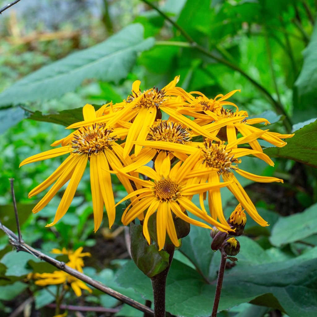 Ligularia dentata Desdemona - Leopard Plant