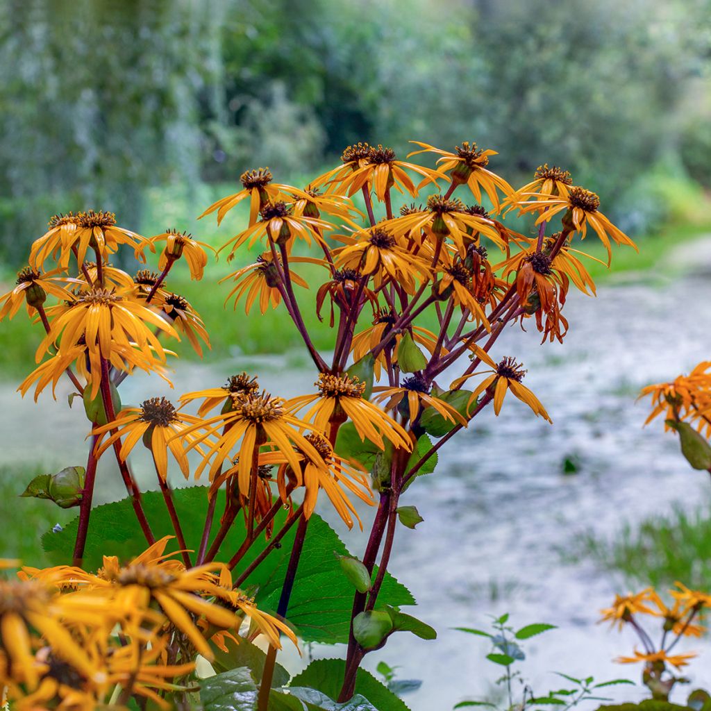 Ligularia dentata Desdemona - Leopard Plant