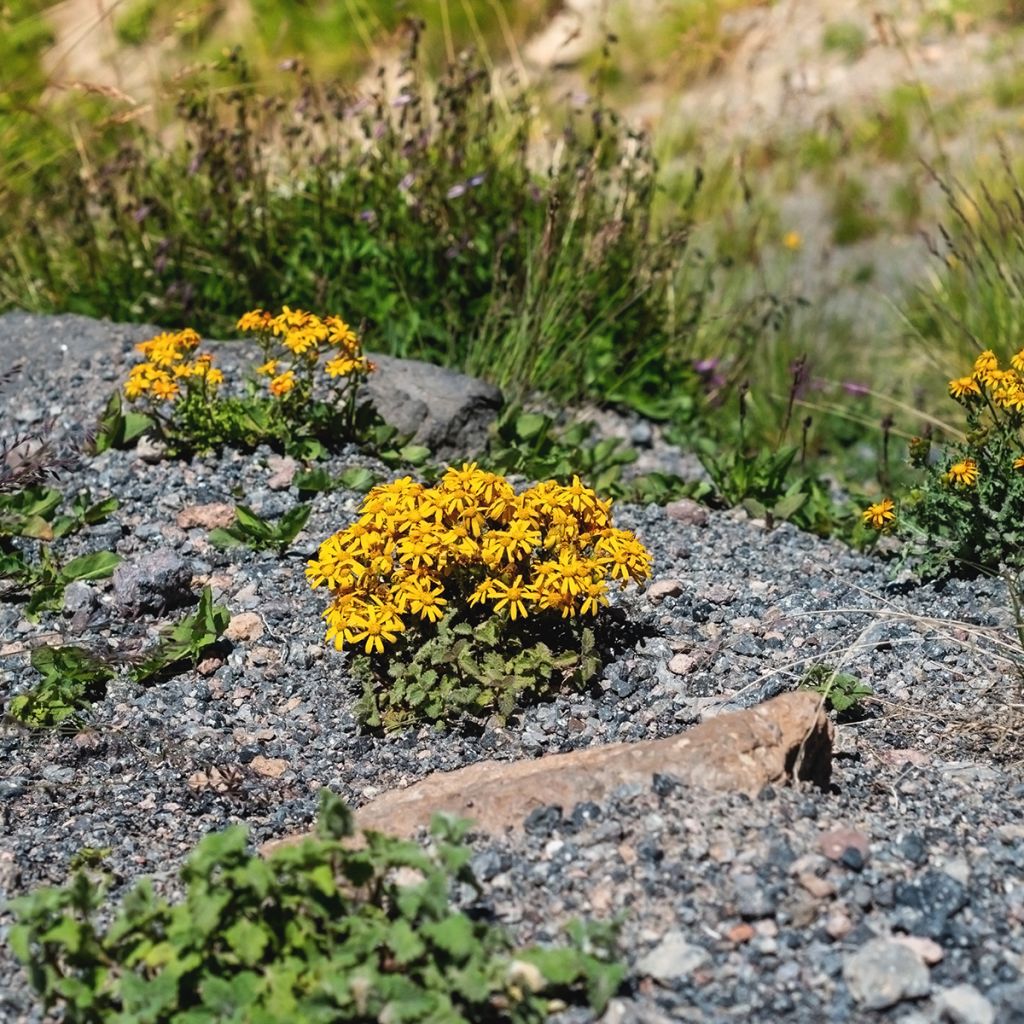 Ligularia dentata Desdemona - Leopard Plant