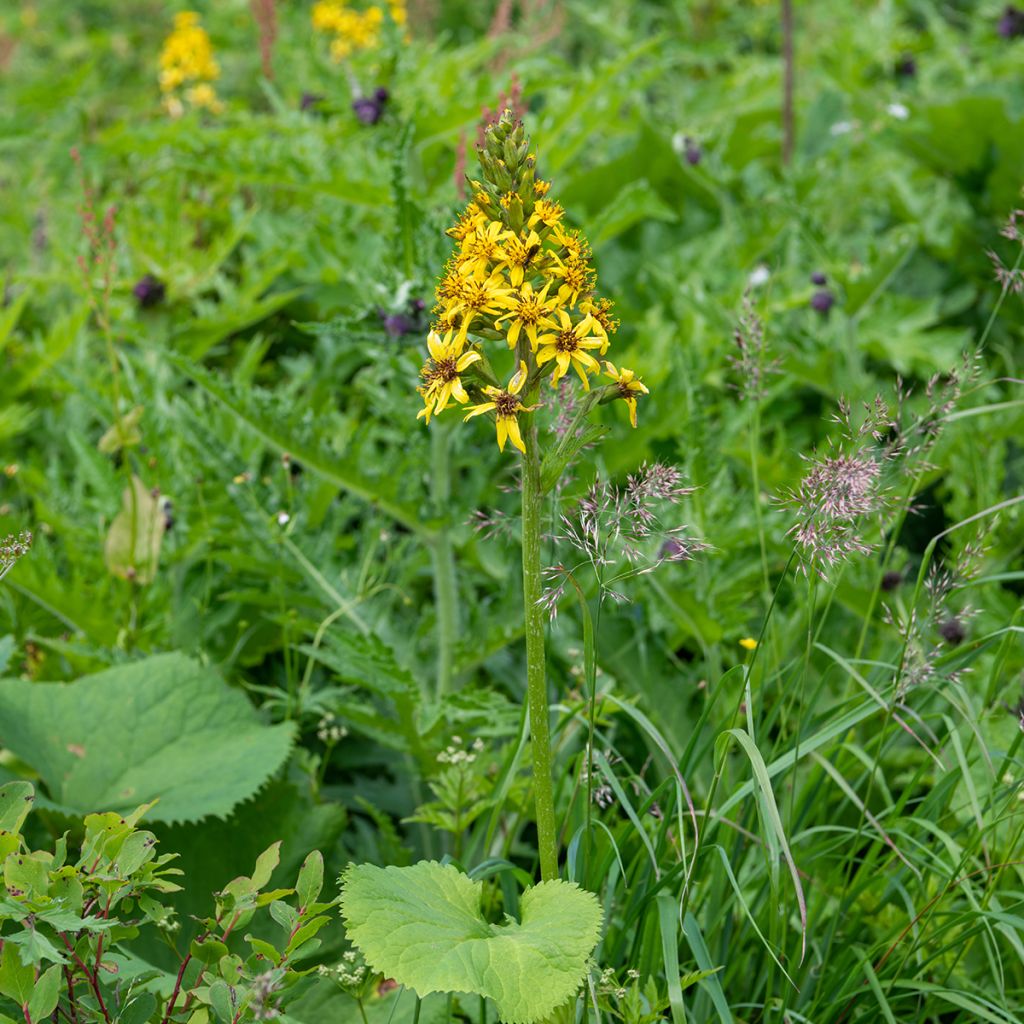 Ligularia fischeri - Leopard Plant