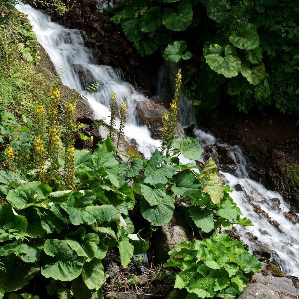 Ligularia fischeri - Leopard Plant