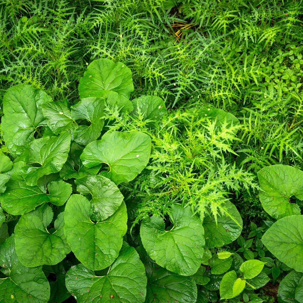 Ligularia fischeri - Leopard Plant