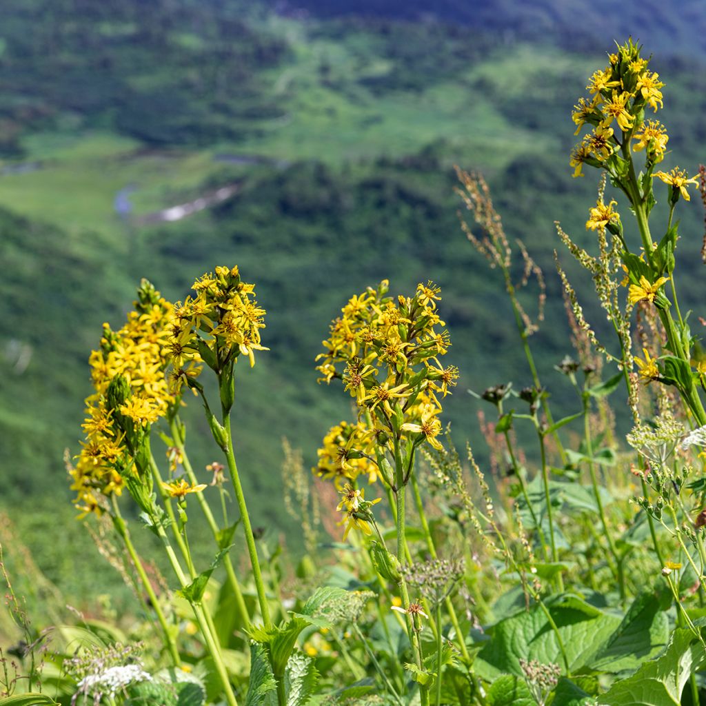 Ligularia fischeri - Leopard Plant