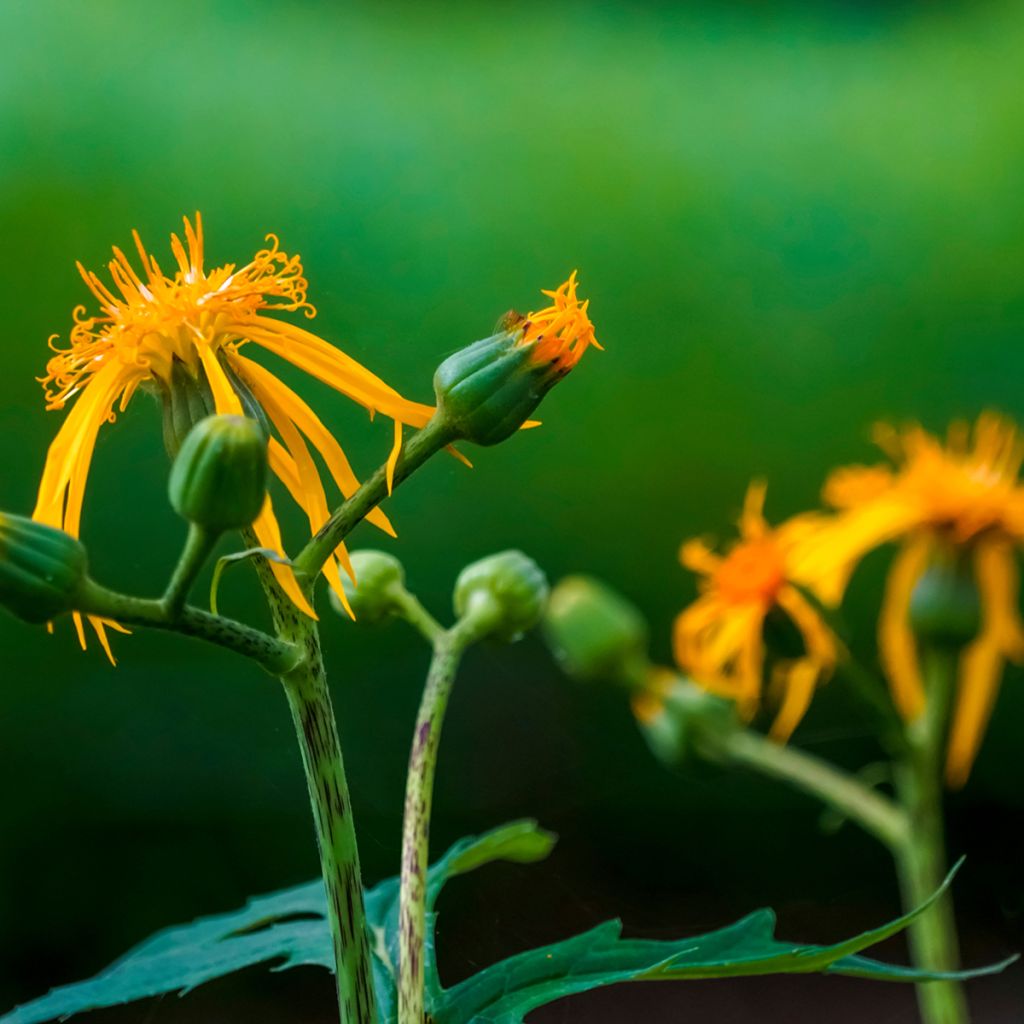 Ligulaire - Ligularia japonica Rising Sun